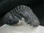 Arched Phacops Trilobite - #7883-6
